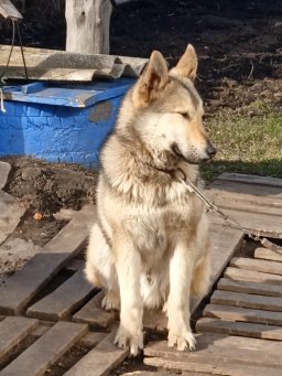 андрей андрей